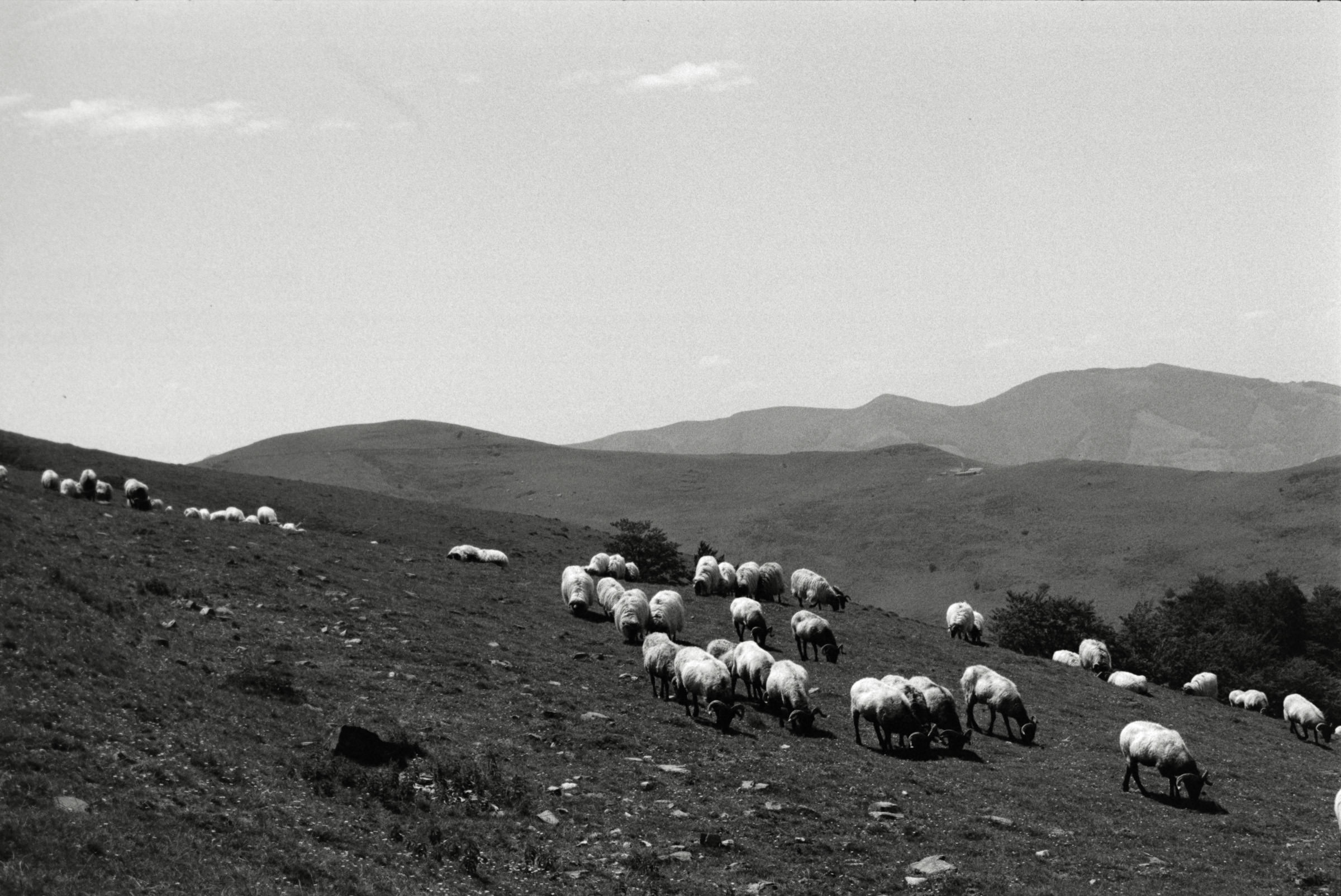 AHP F1995 05 005 sc240818 img18 NLP